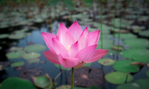 老虎俐草药的图片-【鸭梨老虎】老虎利草药有什么功效 - 老虎梨功效网